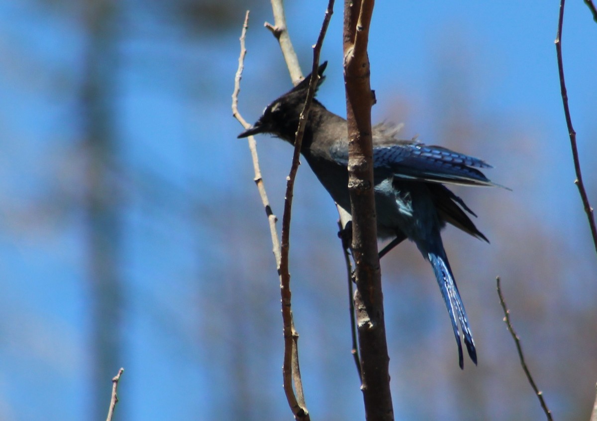 Steller's Jay (Southwest Interior) - ML619254424