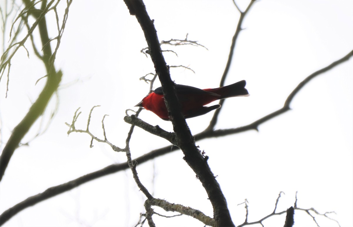 Scarlet Tanager - Daniel Laforce