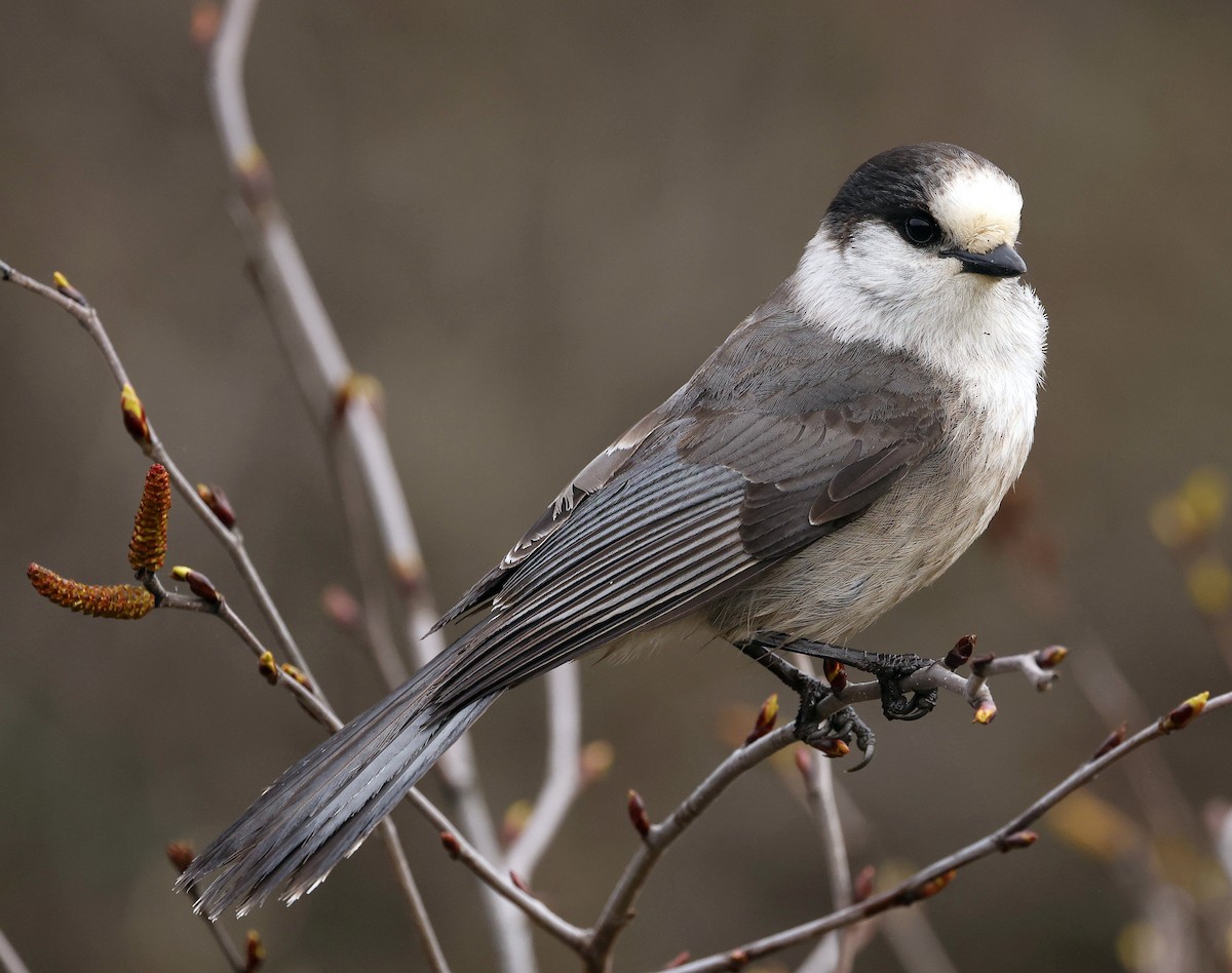 Canada Jay - Charles Fitzpatrick