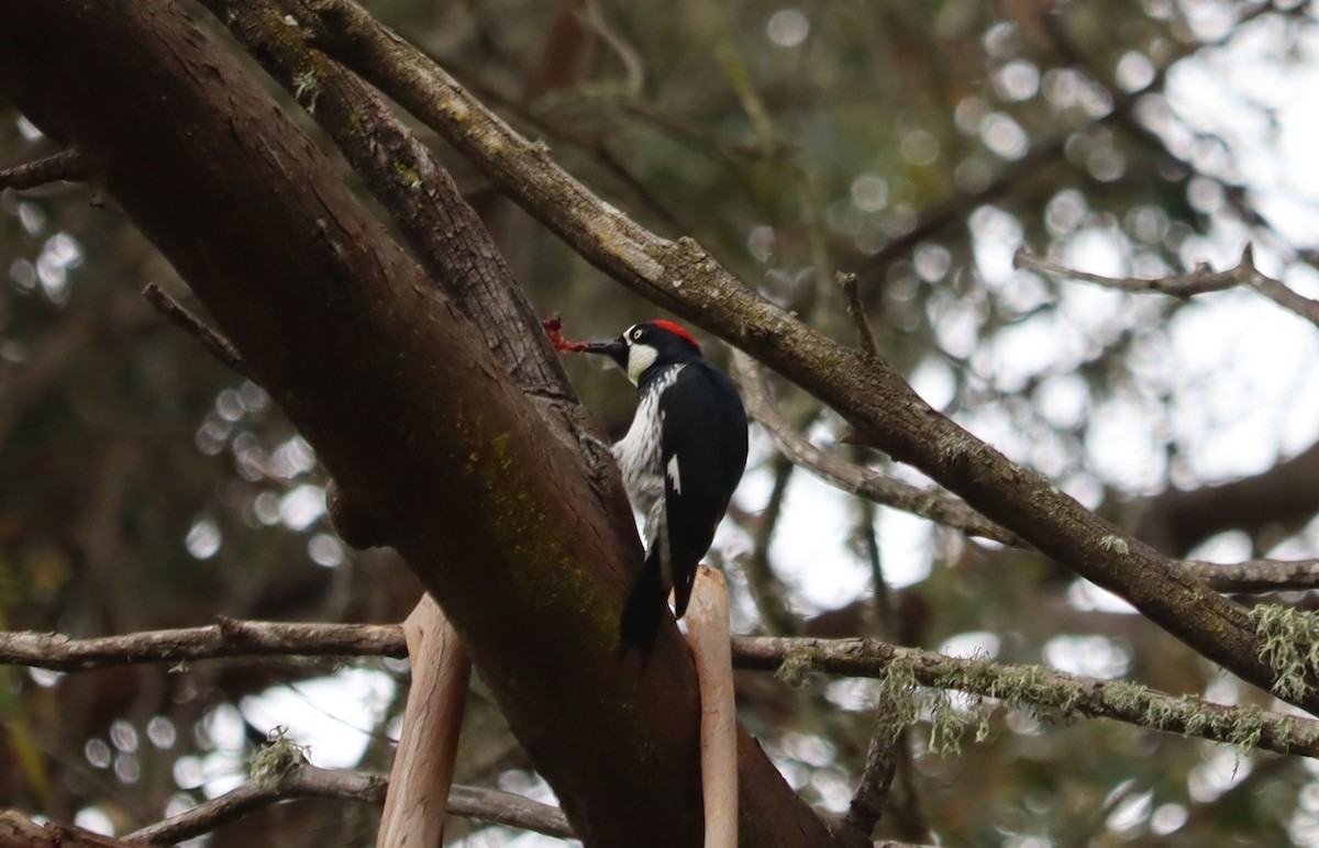 Acorn Woodpecker - Bob McCay