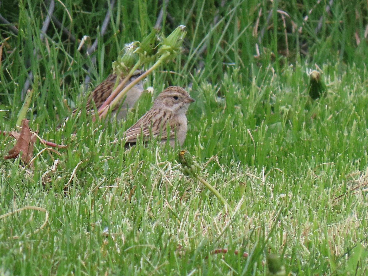 Brewer's Sparrow - Brian Cammarano