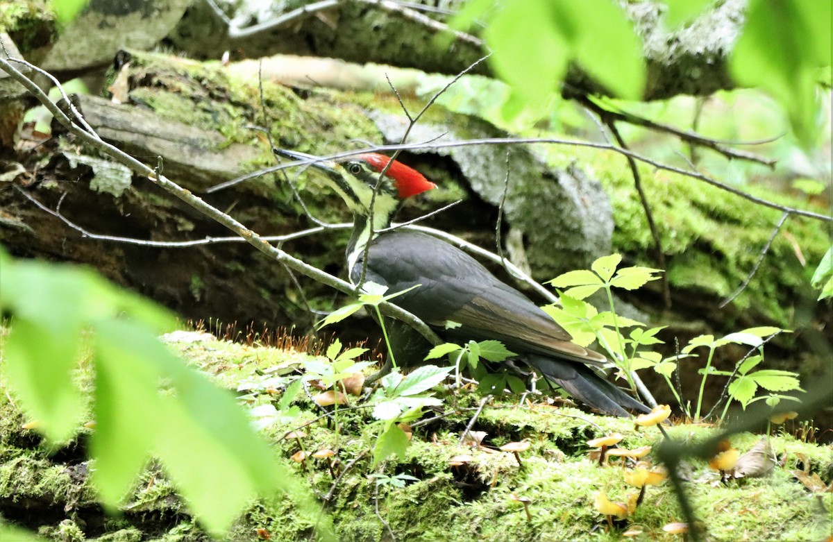 Pileated Woodpecker - Daniel Laforce