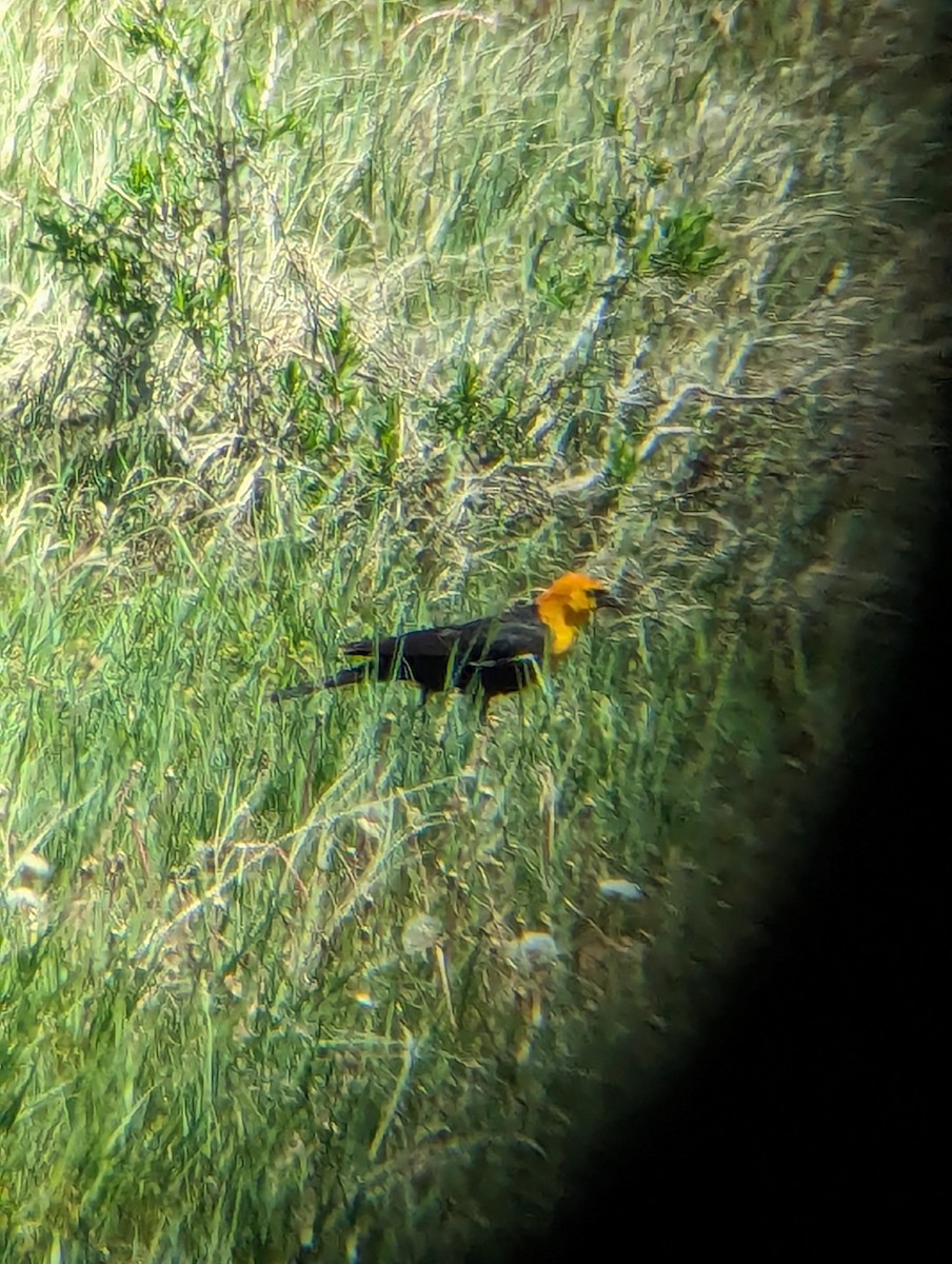 Yellow-headed Blackbird - ML619254484