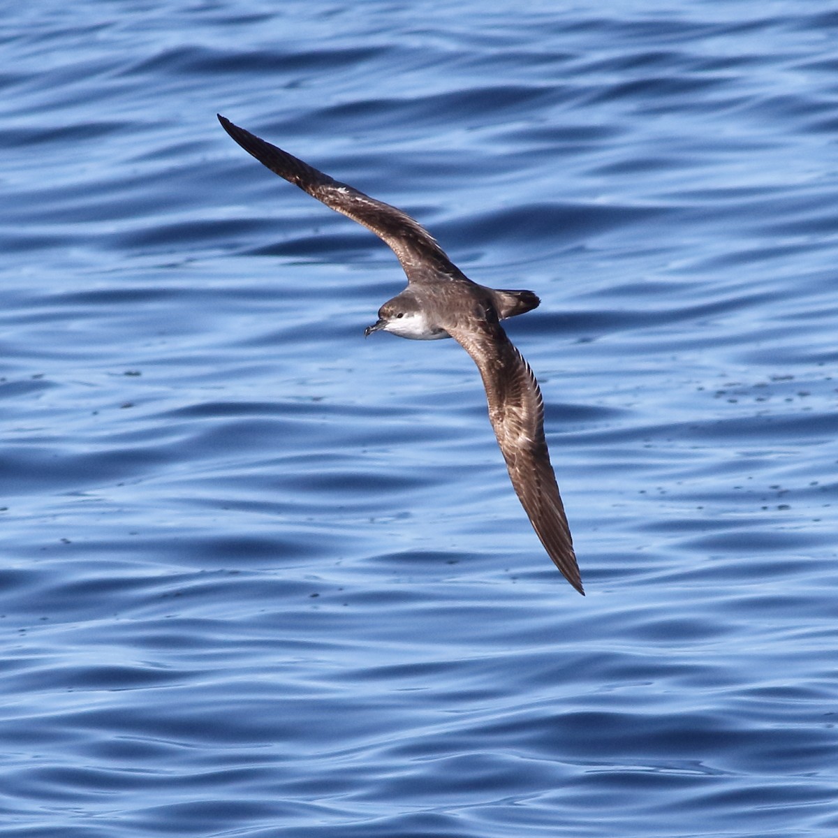 Buller's Shearwater - ML619254490