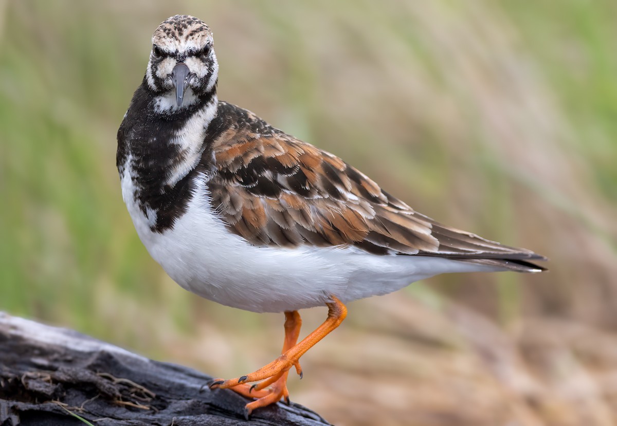 Ruddy Turnstone - Ryan Douglas