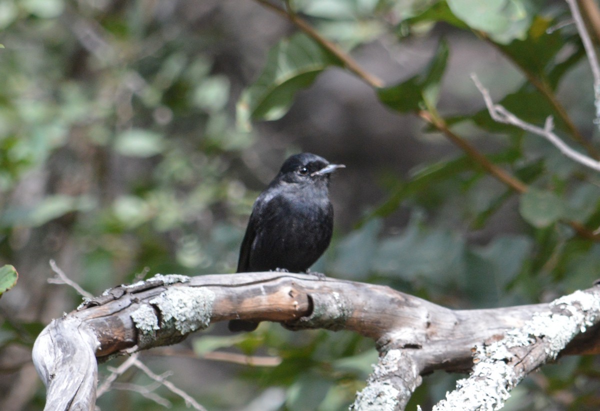 White-winged Black-Tyrant - Jose Navarro