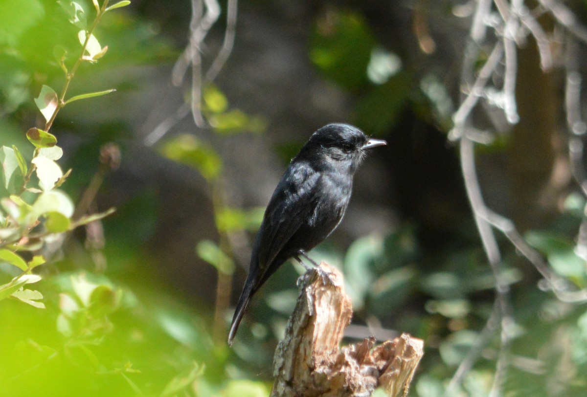 White-winged Black-Tyrant - ML619254497