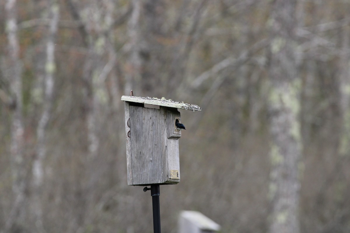 Tree Swallow - Amelia Frederic