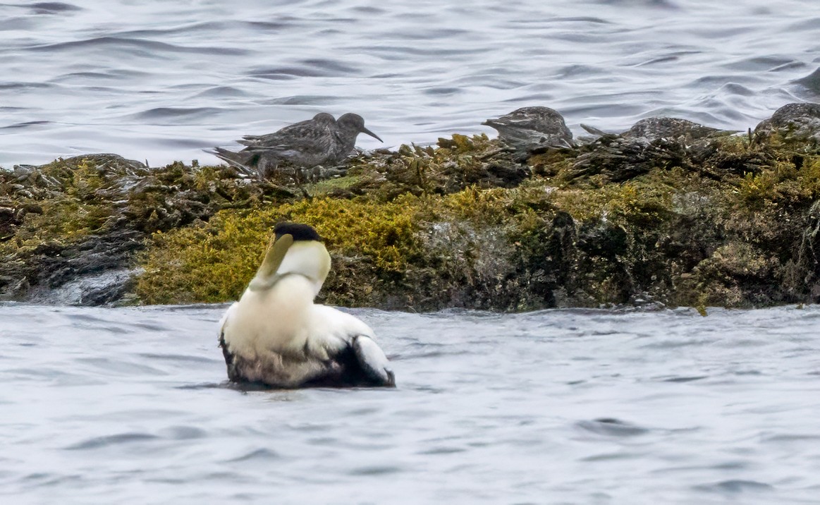 Common Eider - Colleen Robinson