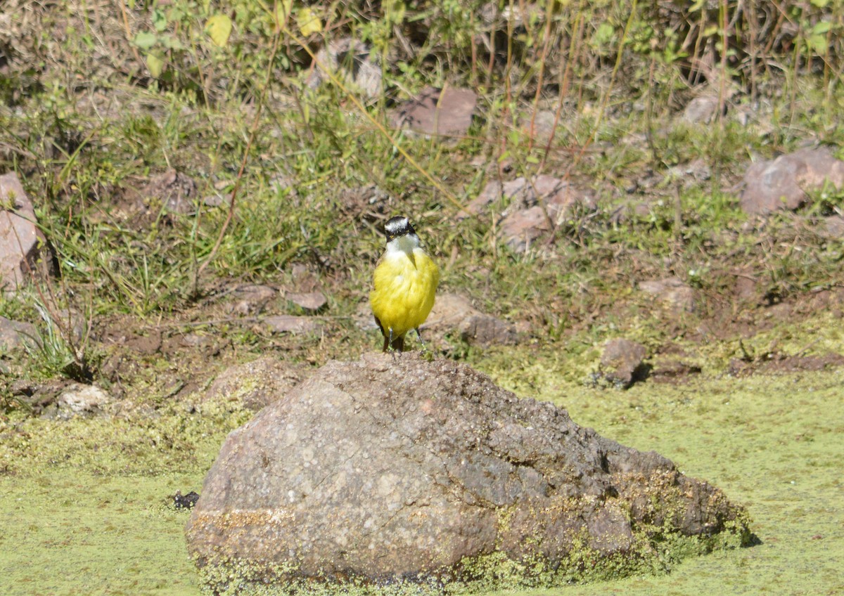 Great Kiskadee - ML619254527