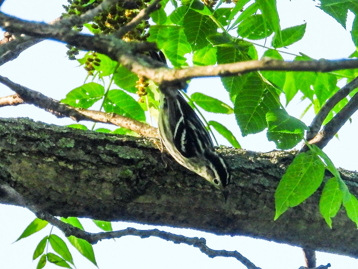 Black-and-white Warbler - Haley Gottardo