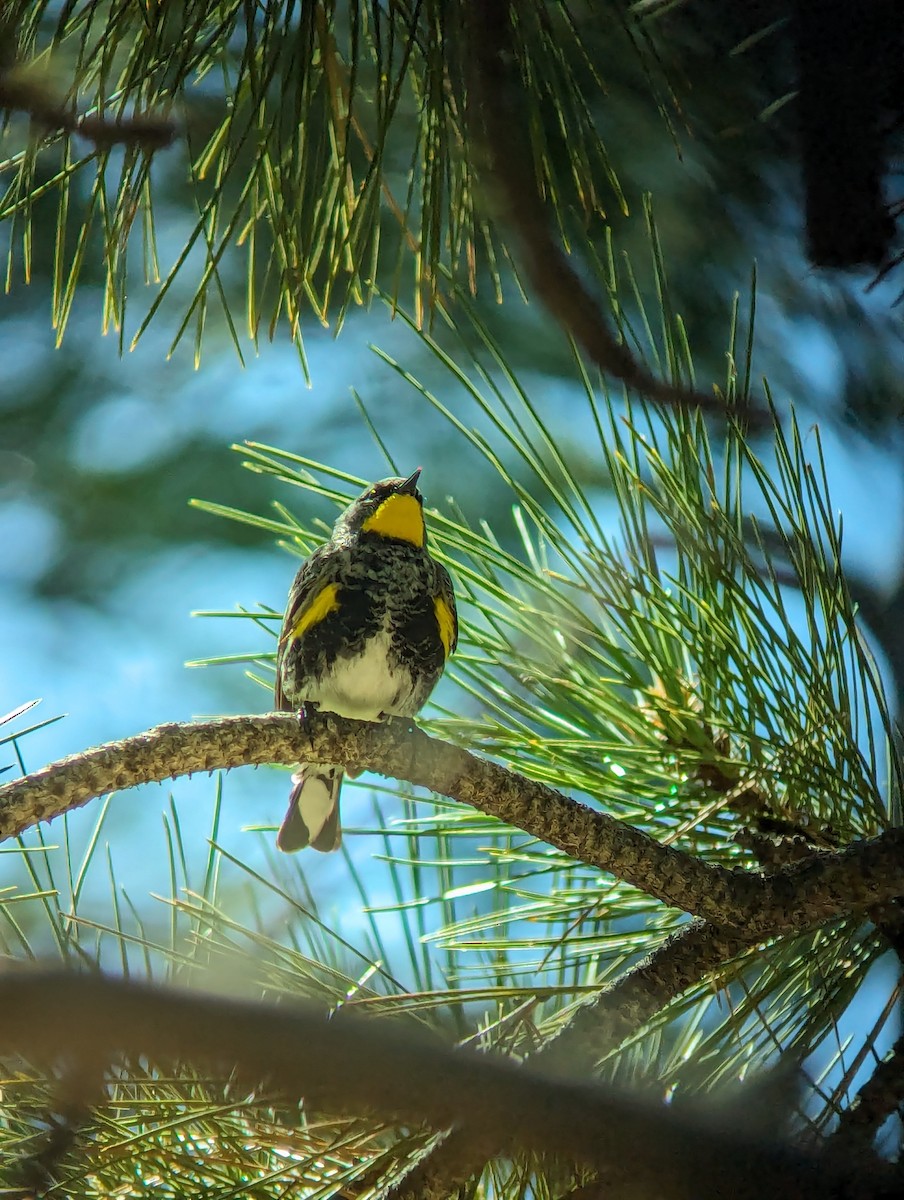 Yellow-rumped Warbler (Audubon's) - Jack N