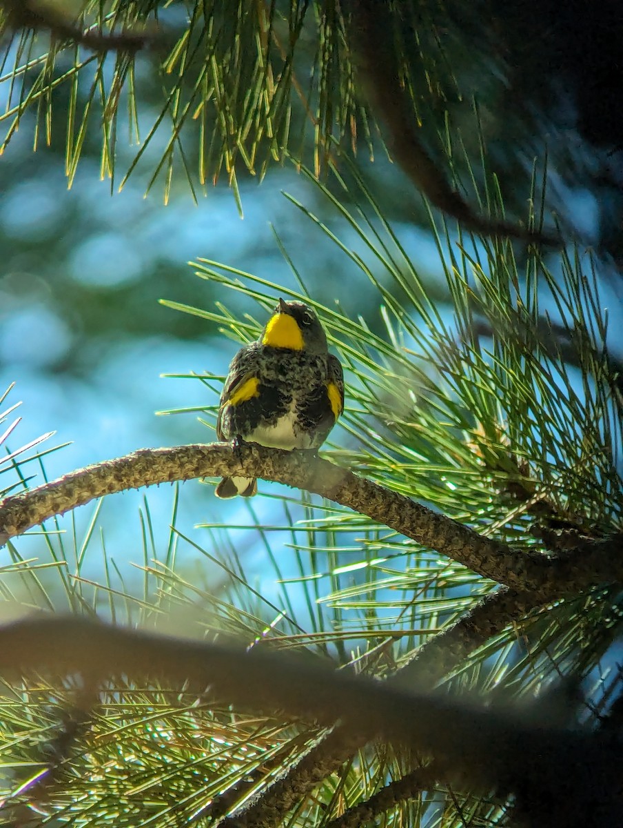 Yellow-rumped Warbler (Audubon's) - Jack N