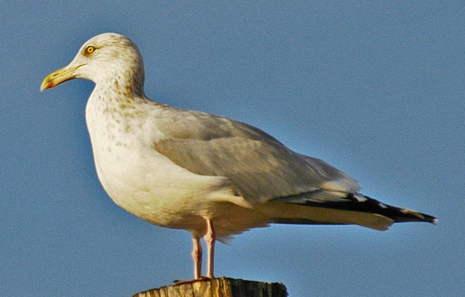 Herring Gull - ML619254540