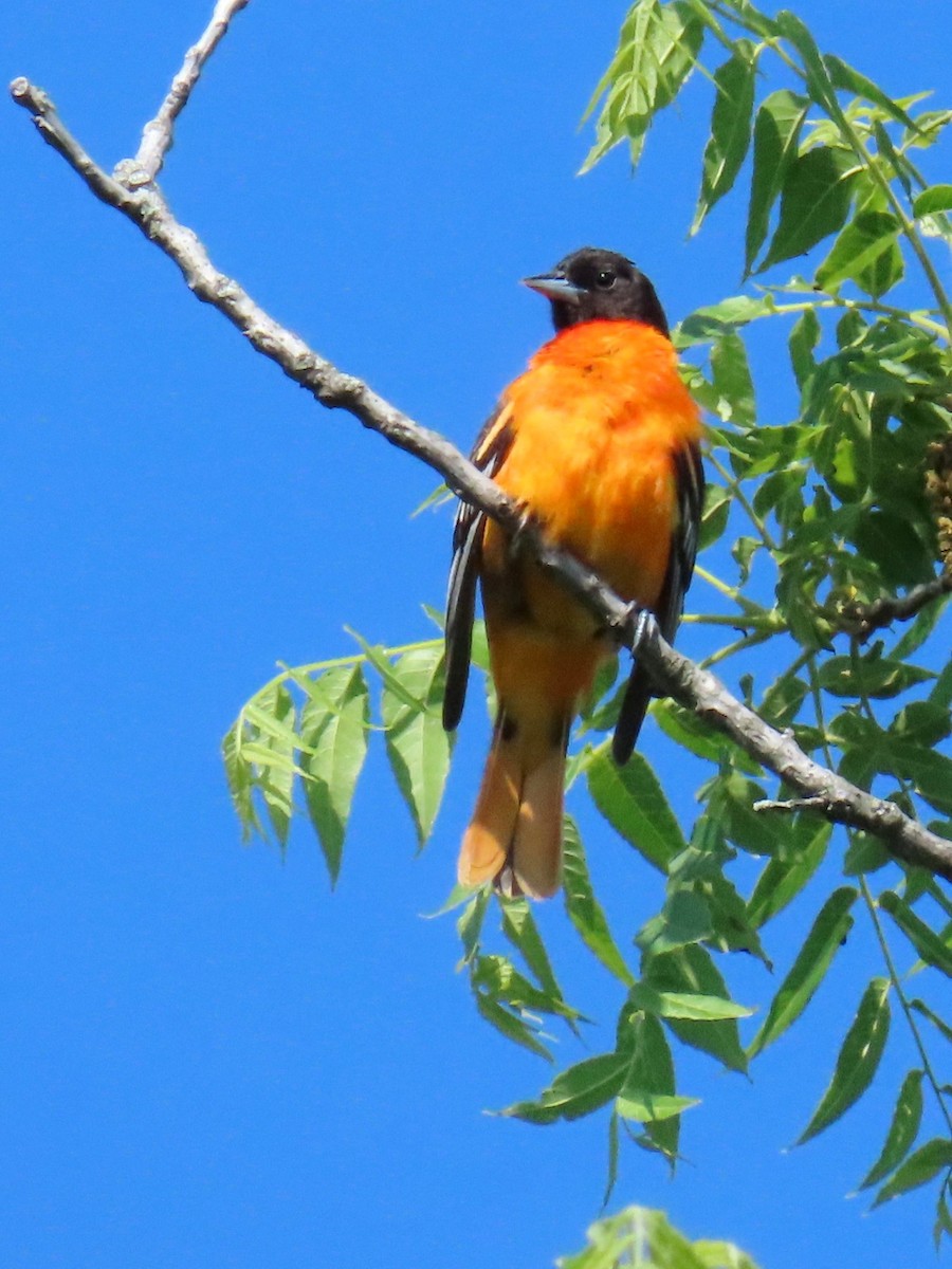 Baltimore Oriole - Davida Kalina