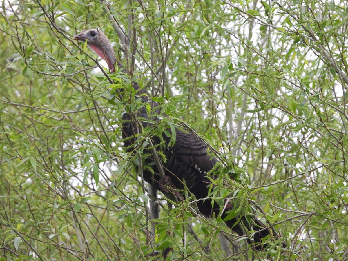 Wild Turkey - Cliff Dekdebrun