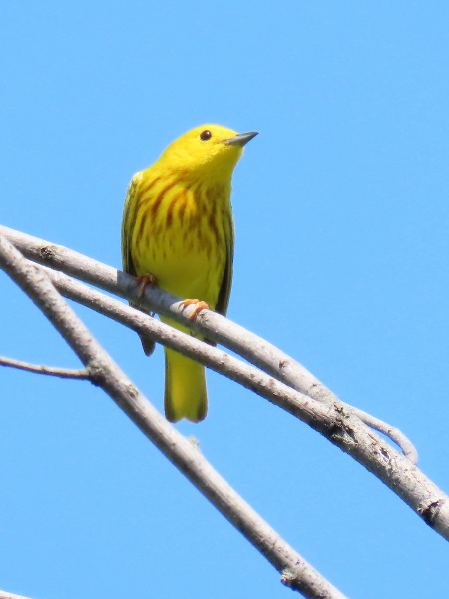 Yellow Warbler - Davida Kalina