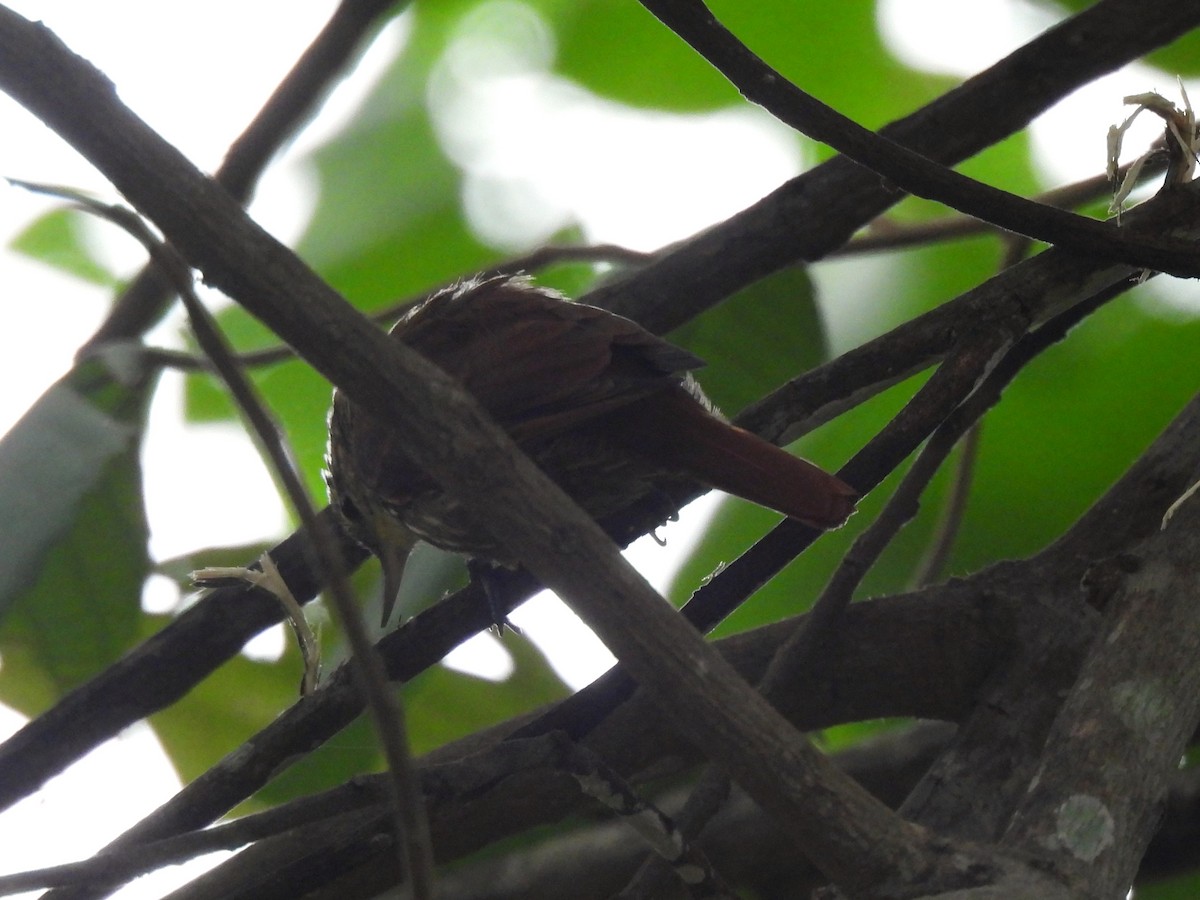 Streaked Xenops - Maria Lujan Solis