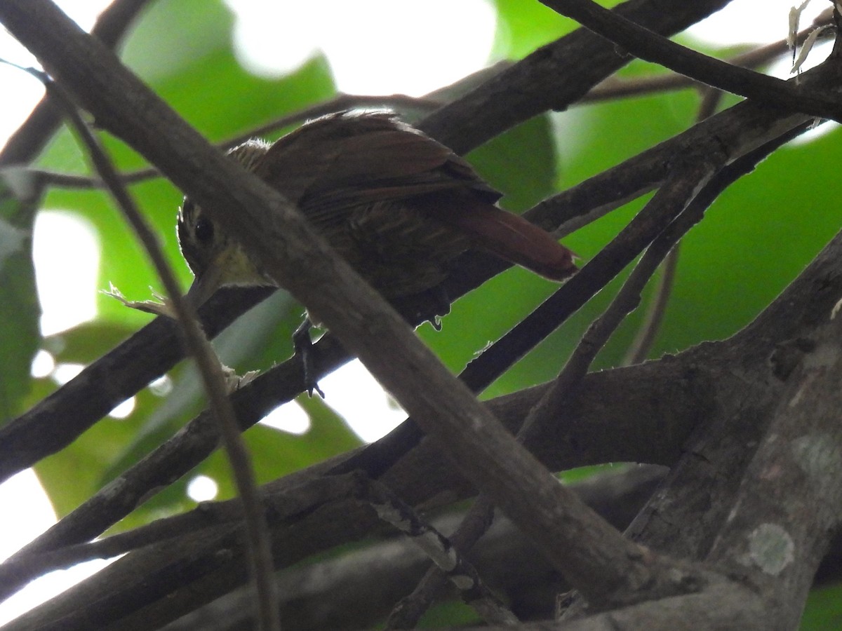 Streaked Xenops - Maria Lujan Solis