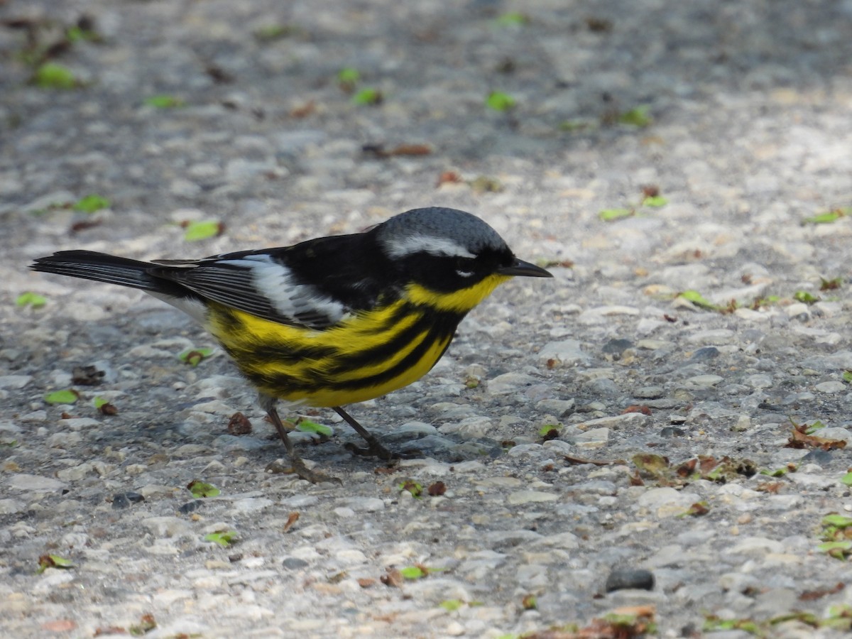 Magnolia Warbler - Moira Swinton