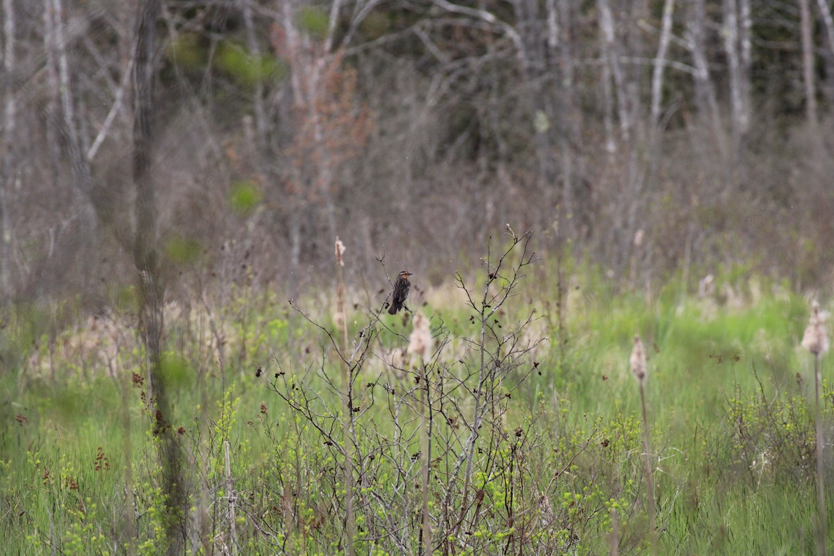 Red-winged Blackbird - ML619254598