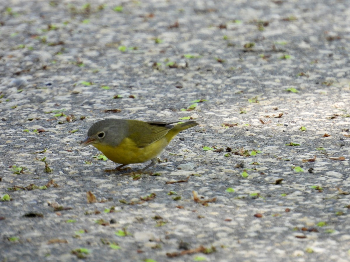 Nashville Warbler - Moira Swinton