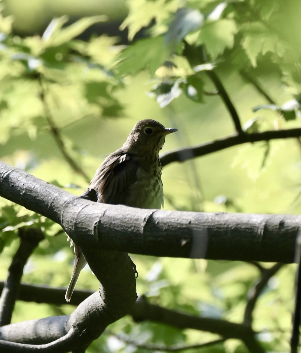 Swainson's Thrush - Sherri & Camera Guy