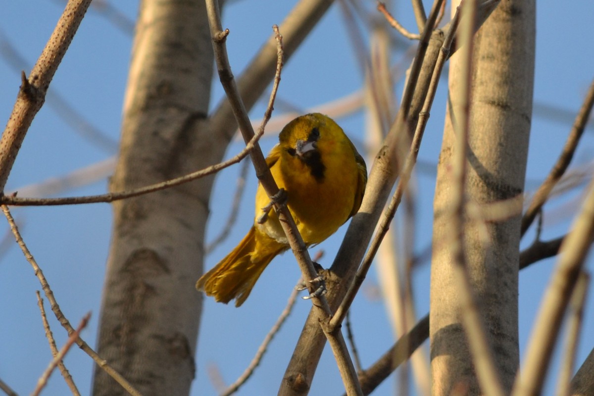 Bullock's Oriole - Sarah Bonnett