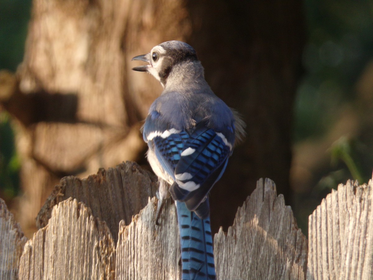 Blue Jay - Texas Bird Family