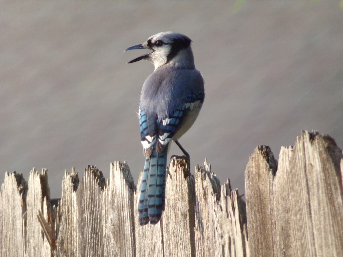 Blue Jay - Texas Bird Family