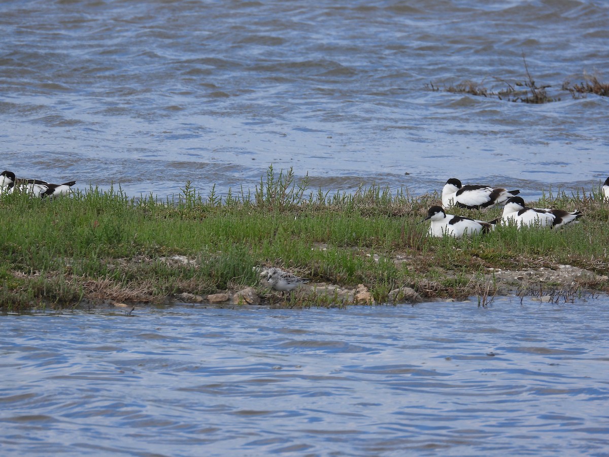 Sanderling - ML619254637