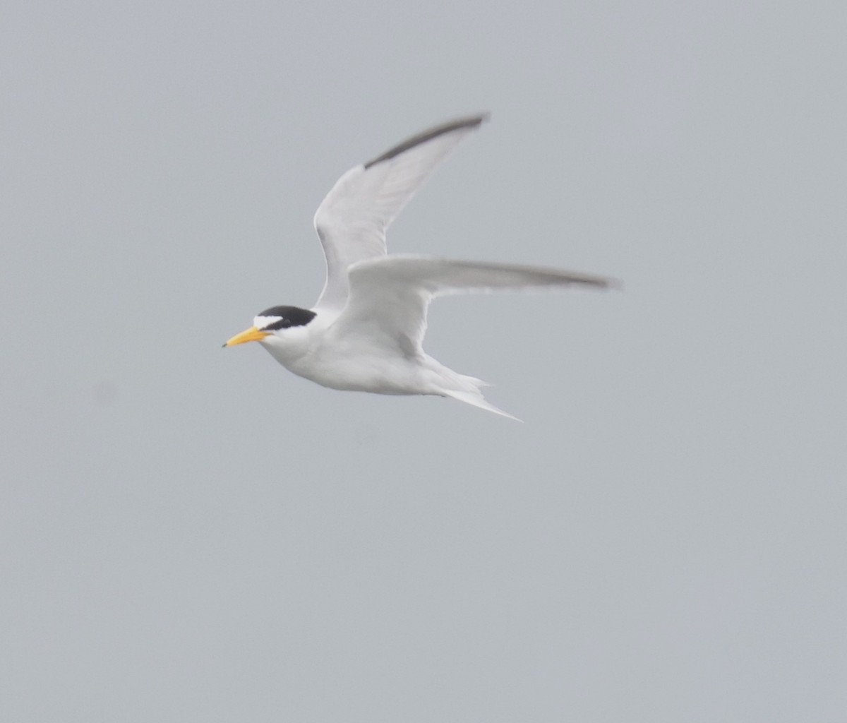 Least Tern - Fort McHenry Wetlands Data