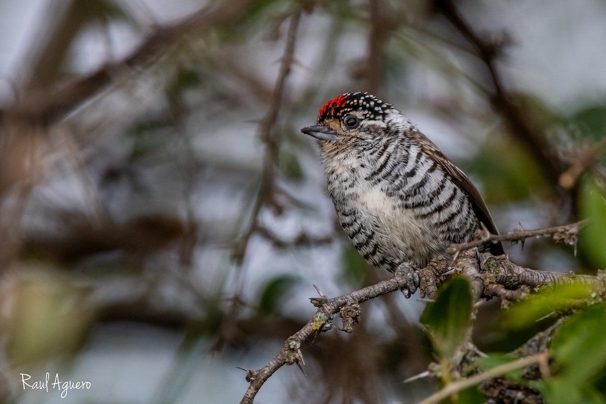 White-barred Piculet - Raul Aguero