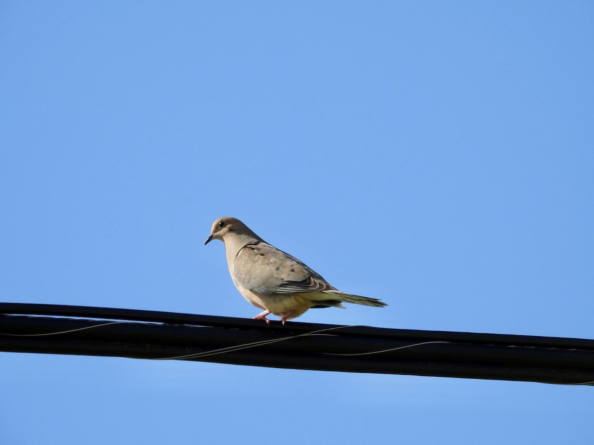 Mourning Dove - Deb Diane