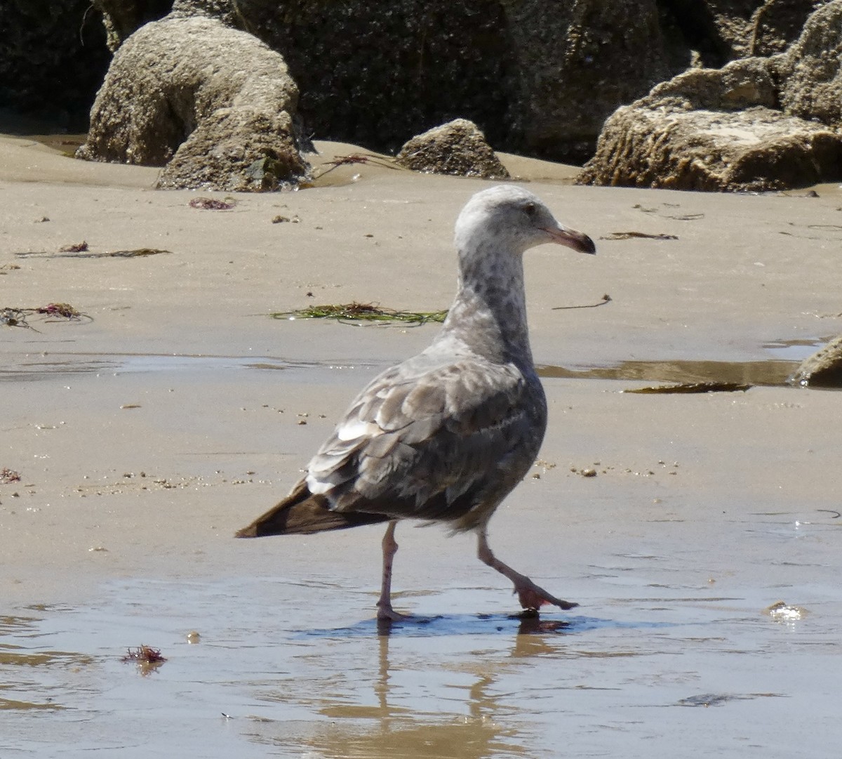 Western Gull - Marie Connors