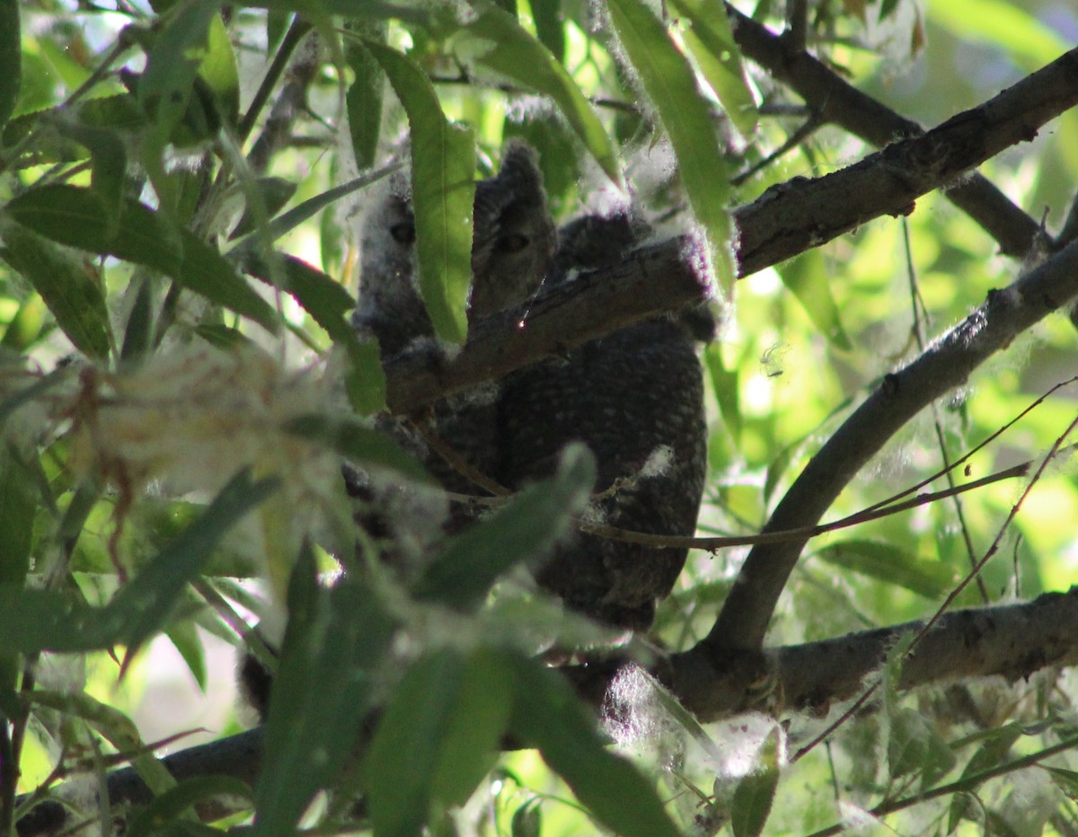 Western Screech-Owl - ML619254685