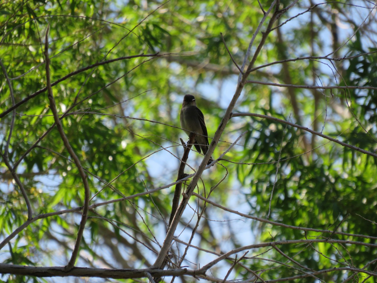 Western Wood-Pewee - Leonie  Batkin