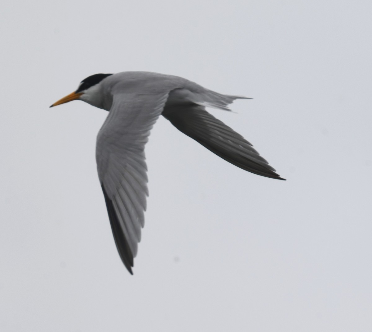 Least Tern - Fort McHenry Wetlands Data