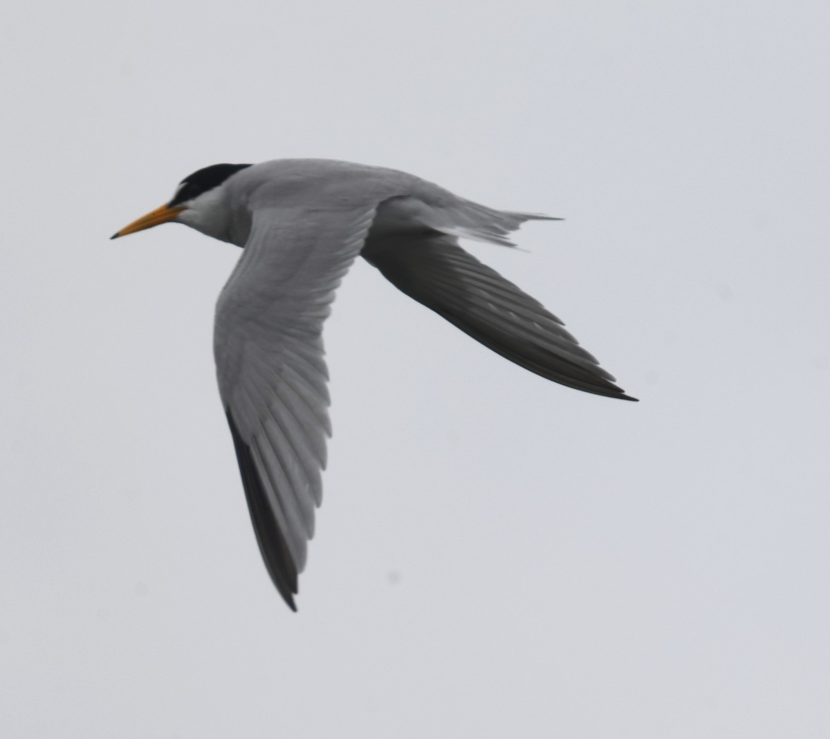 Least Tern - ML619254698