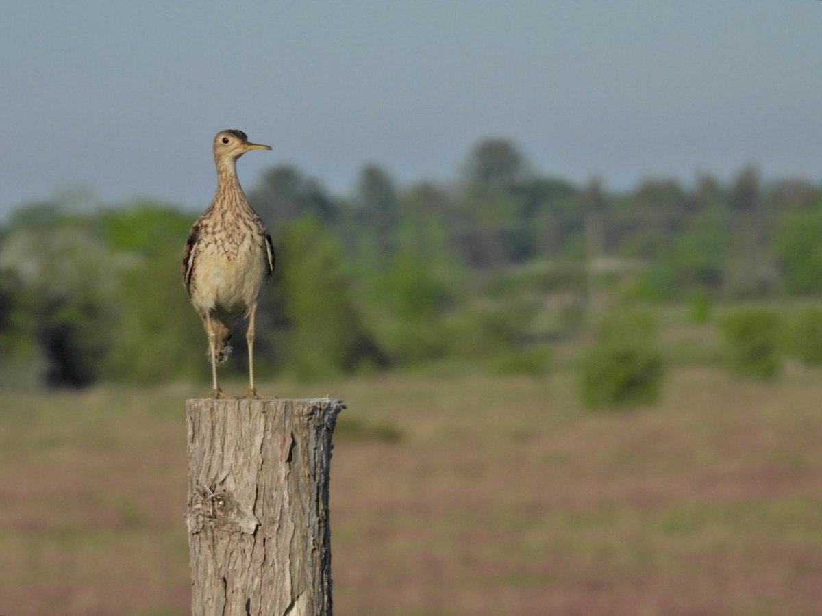 Upland Sandpiper - Deb Diane