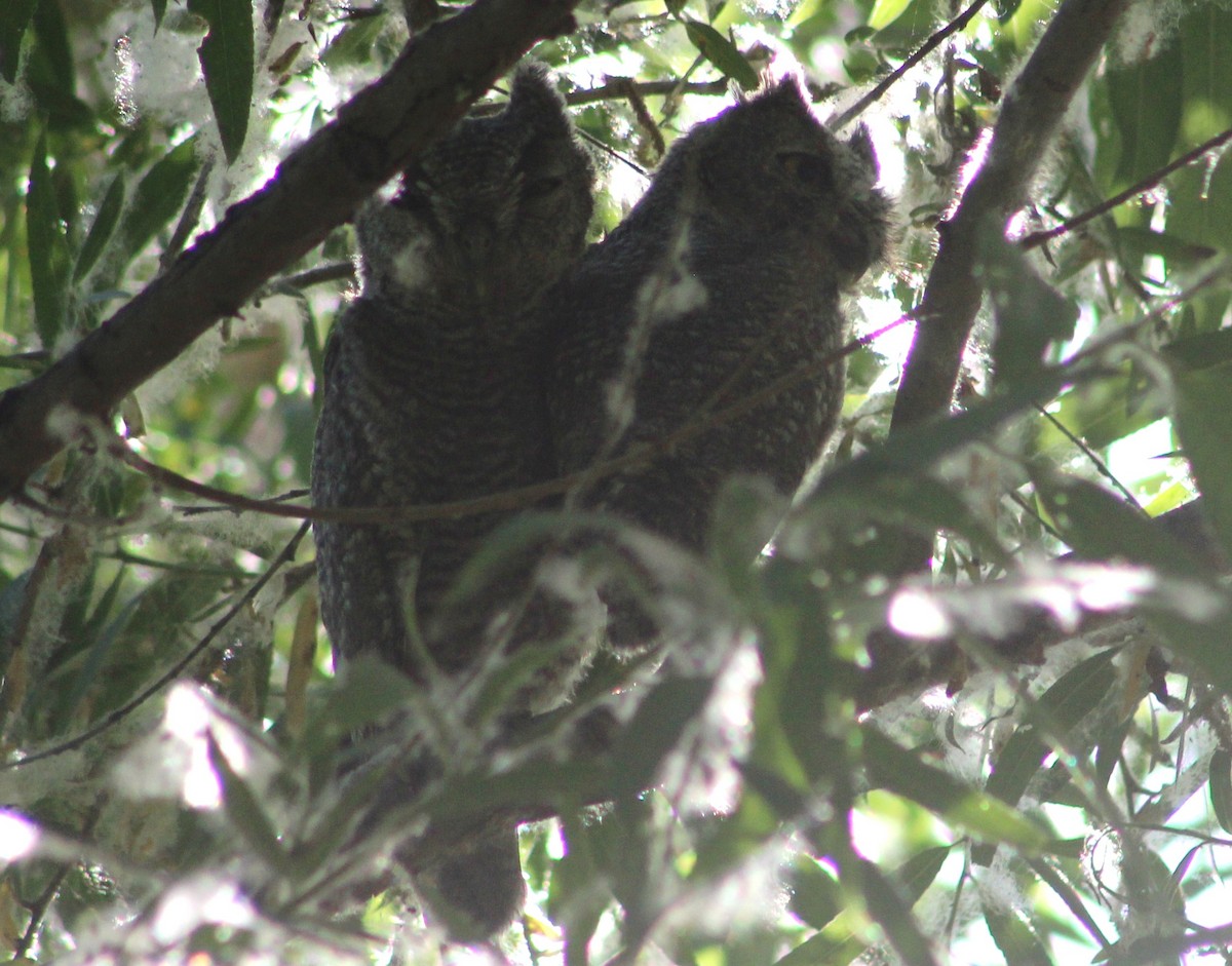 Western Screech-Owl - ML619254718