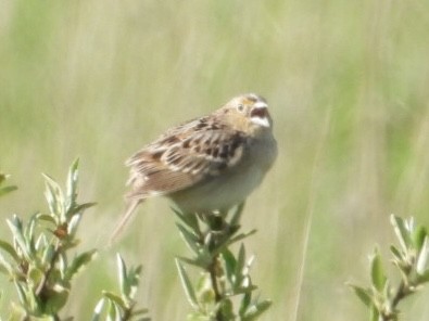 Grasshopper Sparrow - ML619254729