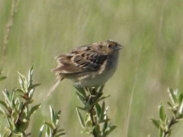Grasshopper Sparrow - ML619254730