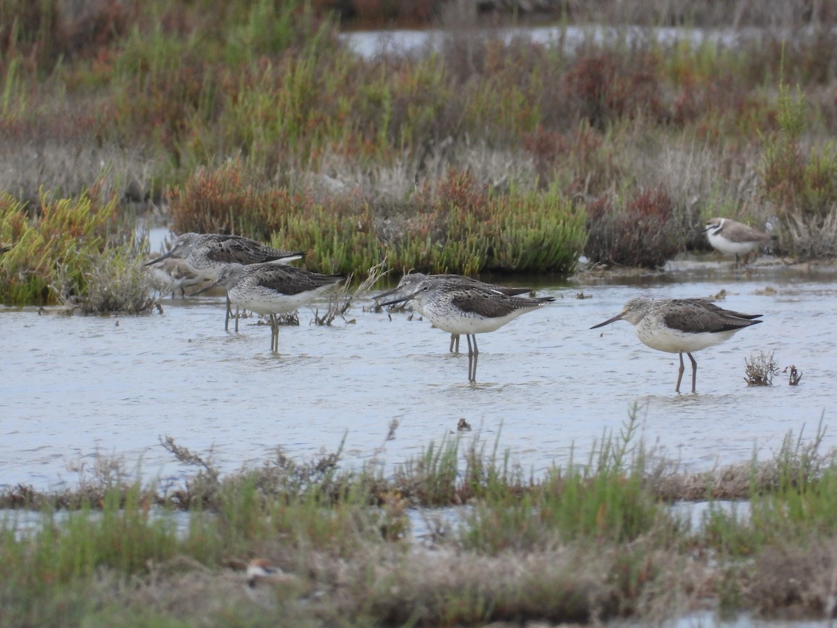 Common Greenshank - Anqi Xu