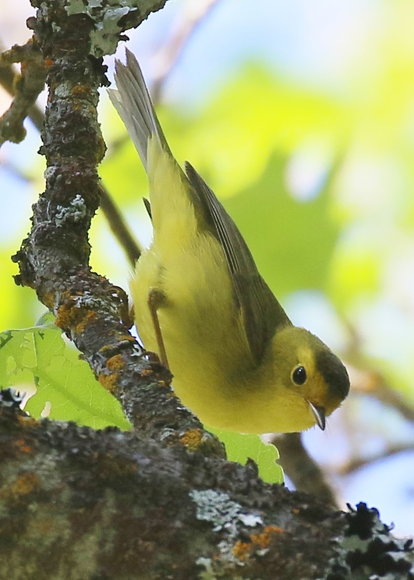 Wilson's Warbler - Debby Parker