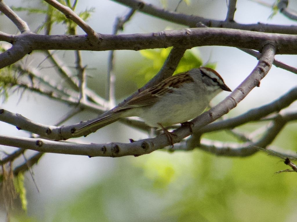 Chipping Sparrow - Meghan Dinkins