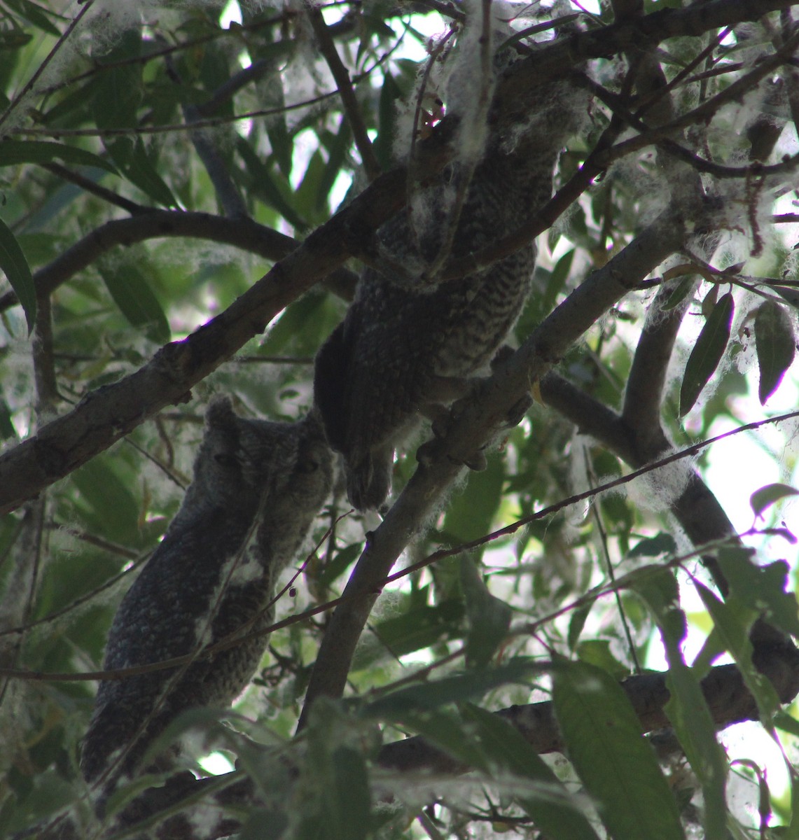 Western Screech-Owl - ML619254746