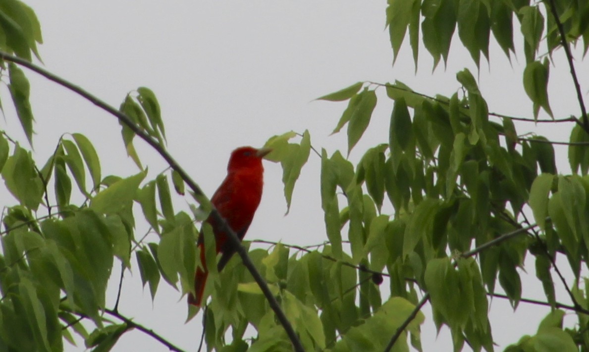 Summer Tanager - Carole Swann