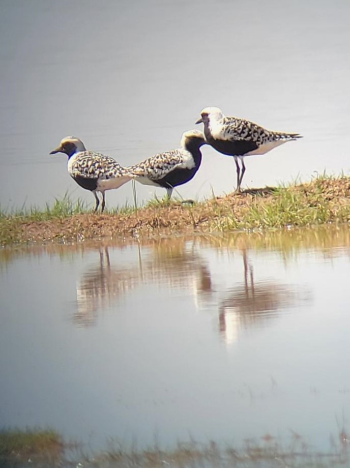 Black-bellied Plover - Bill Eisele