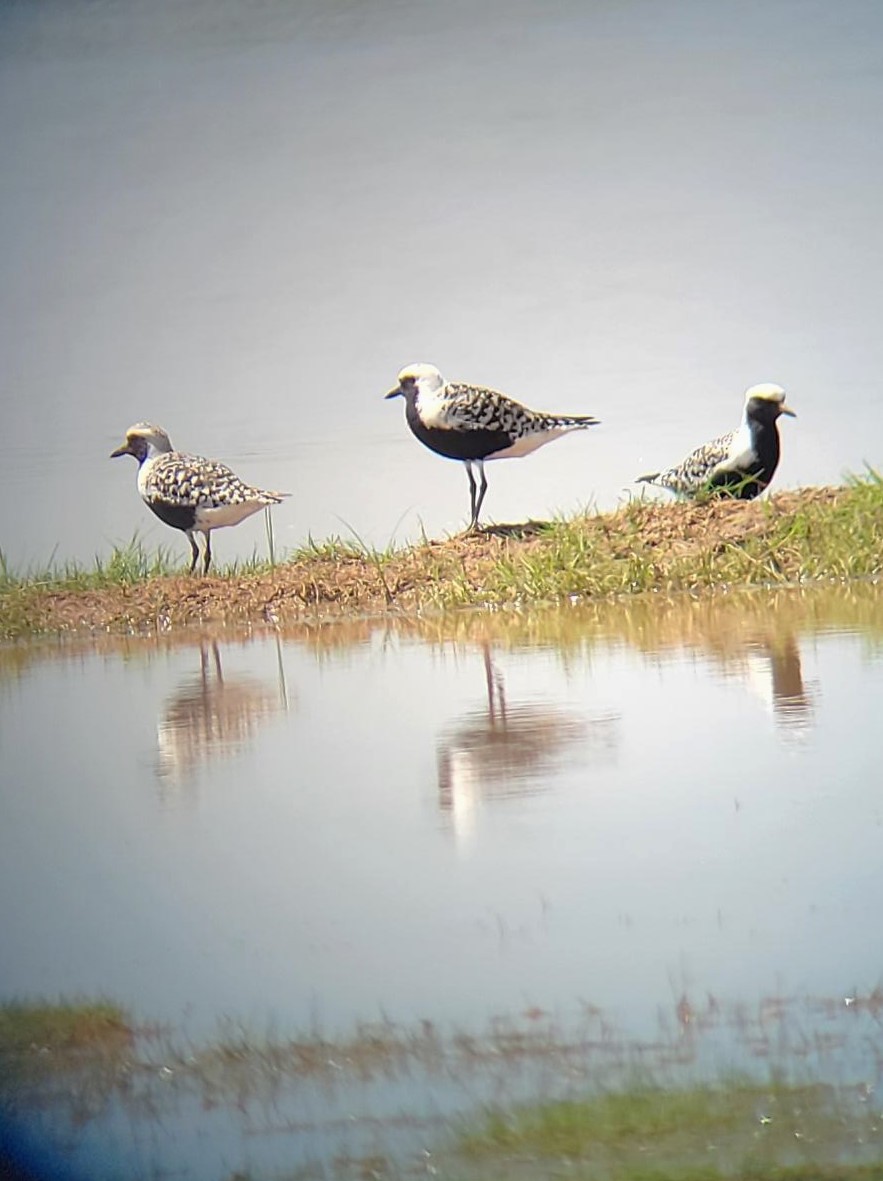 Black-bellied Plover - ML619254762